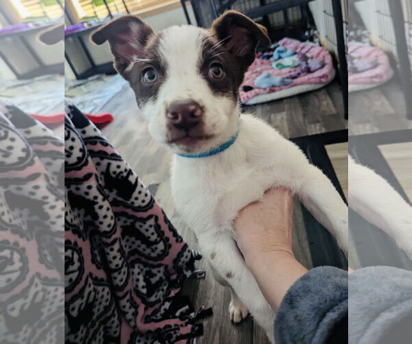 Medium Photo #2 Huskies -Labrador Retriever Mix Puppy For Sale in Princeton, MN, USA