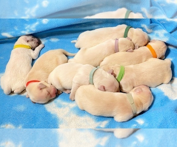 Medium Photo #1 Golden Retriever Puppy For Sale in NASHVILLE, IN, USA