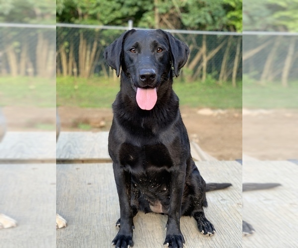 Medium Photo #9 Labrador Retriever Puppy For Sale in LISBON, CT, USA