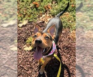 Mutt Dogs for adoption in San Martin, CA, USA