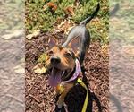 HONEY - Female Mutt Dog for Adoption - Small photo