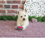 Small #4 West Highland White Terrier