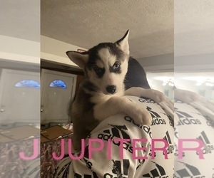 Medium Siberian Husky