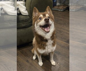 Pomsky Dogs for adoption in Fort Wayne, IN, USA