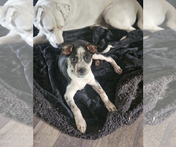 Medium Photo #1 Mutt Puppy For Sale in Woodbury, NY, USA