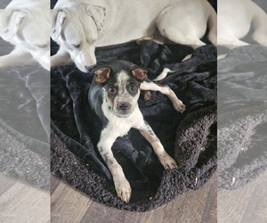 Mutt Dogs for adoption in Woodbury, NY, USA