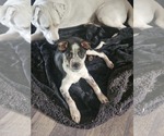 Small Mutt
