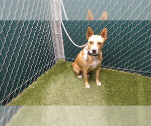 Texas Heeler Dogs for adoption in Downey, CA, USA
