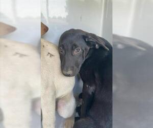 Labrador Retriever-Unknown Mix Dogs for adoption in Houston, TX, USA