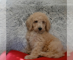 Small Photo #3 Goldendoodle Puppy For Sale in BLMGTN, IN, USA