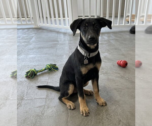 Medium Photo #2 Mutt Puppy For Sale in Genesee, WI, USA
