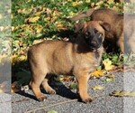 Small Photo #4 Belgian Malinois Puppy For Sale in FREDERICKSBRG, PA, USA