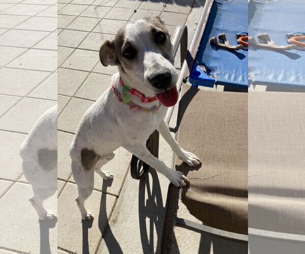 Medium Photo #4 Greyhound-Whippet Mix Puppy For Sale in San Diego, CA, USA