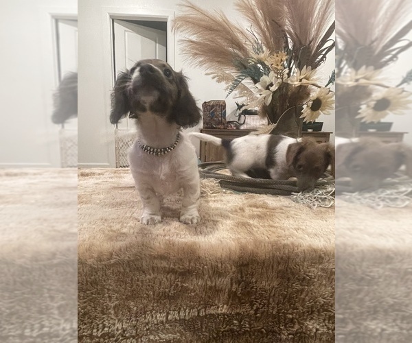 Medium Photo #7 Dachshund Puppy For Sale in BLANCHARD, OK, USA