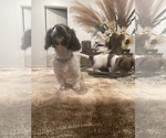 Belle and Jax - Female Dachshund Puppy for Sale - Photo #7