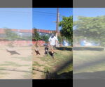 Small #5 Neapolitan Mastiff