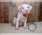 Small Staffordshire Bull Terrier Mix