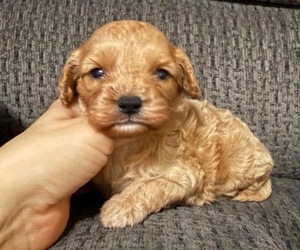Cavapoo Puppy for sale in JEFFERSONVILLE, IN, USA