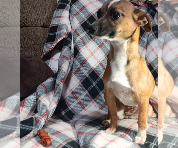Medium Photo #2 Chiweenie Puppy For Sale in Minneapolis, MN, USA