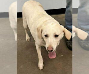 Lab-Pointer Dogs for adoption in Aurora, IN, USA