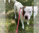 Small #16 American Staffordshire Terrier Mix
