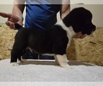 Small #3 Central Asian Shepherd Dog