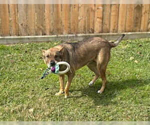Rosie-Posie - Female Labrador Retriever-Unknown Mix Dog for Adoption - Photo #2