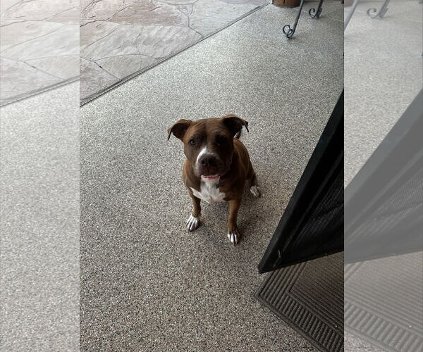 Medium Photo #5 Mutt Puppy For Sale in Chandler, AZ, USA