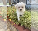 Small #7 Maltese