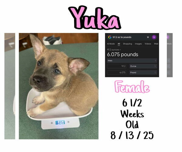 Medium Photo #2 Mutt Puppy For Sale in Westwood, NJ, USA