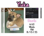 Small #1 Mutt