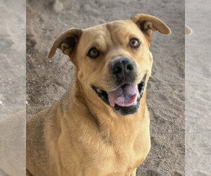 Mountain Cur-Unknown Mix Dogs for adoption in Lancaster, CA, USA