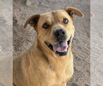 Small Mountain Cur Mix
