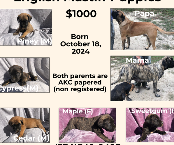 Medium Photo #1 Mastiff Puppy For Sale in BRANTLEY, AL, USA