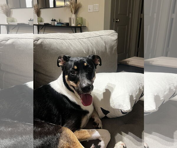 Medium Photo #3 Mutt Puppy For Sale in Fort Collins, CO, USA