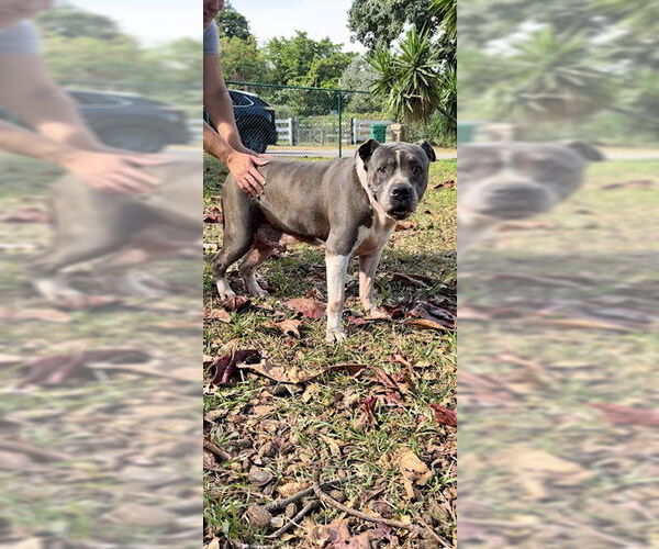 Medium Photo #5 Staffordshire Bull Terrier Puppy For Sale in Weston, FL, USA