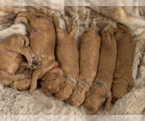 Goldendoodle-Poodle (Standard) Mix Puppy for sale in CARSON CITY, NV, USA