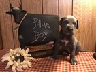 Small Photo #1 Great Dane Puppy For Sale in GLENCOE, AR, USA