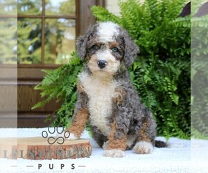 Bernedoodle (Miniature) Puppy for sale in NARVON, PA, USA