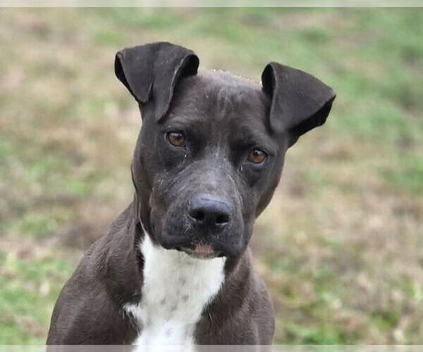 Medium Photo #1 Boxer-Unknown Mix Puppy For Sale in Anniston, AL, USA