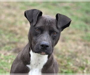 Boxer-Unknown Mix Dogs for adoption in Anniston, AL, USA