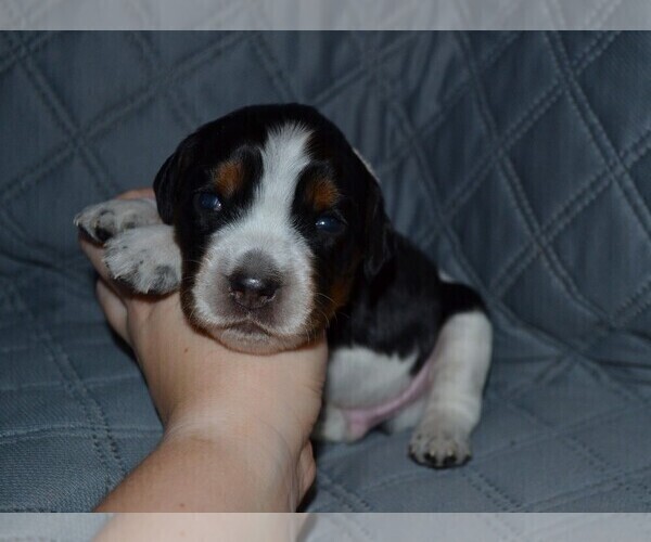 Medium Photo #11 English Springer Spaniel Puppy For Sale in LITCHFIELD, MN, USA