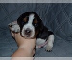 Small Photo #44 English Springer Spaniel Puppy For Sale in LITCHFIELD, MN, USA