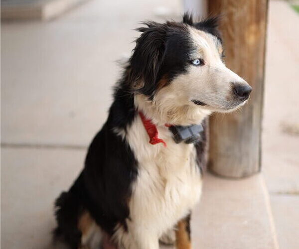 Medium Photo #1 Australian Shepherd Puppy For Sale in MESA, AZ, USA