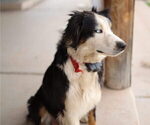 Small Photo #1 Australian Shepherd Puppy For Sale in MESA, AZ, USA