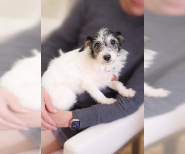 Medium Photo #3 Mutt Puppy For Sale in Oakley, CA, USA