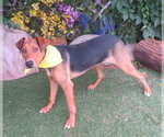 Small #1 Mutt