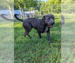 Small #20 American Staffordshire Terrier Mix