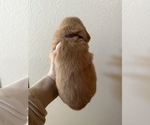 Small Photo #2 Golden Retriever Puppy For Sale in MORENO VALLEY, CA, USA