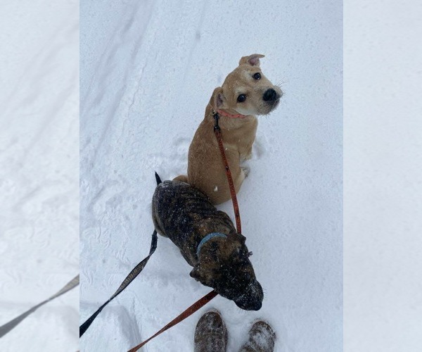 Medium Photo #9 English Mastweiler Puppy For Sale in Oro Medonte, Ontario, Canada